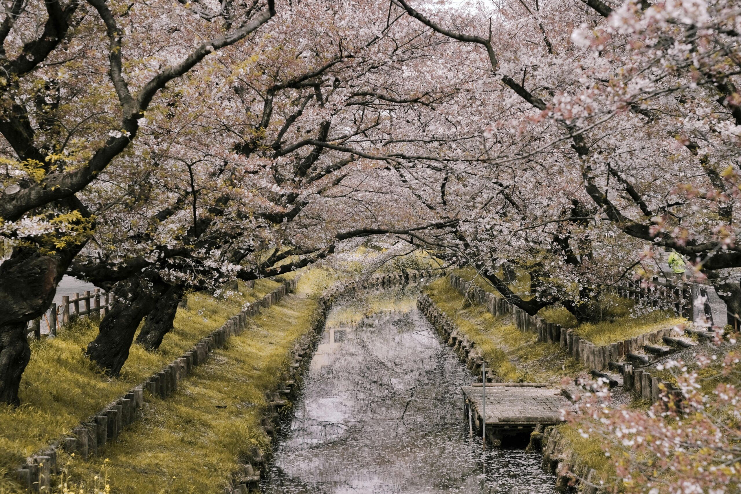 Picturesque canal lined with cherry blossom trees during spring in Japan.